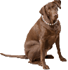 Gracie the Dog